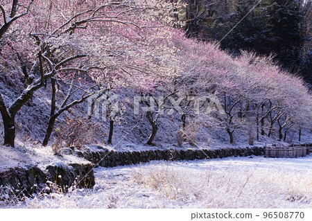 東京都小峰公園雪景和梅林 96508770