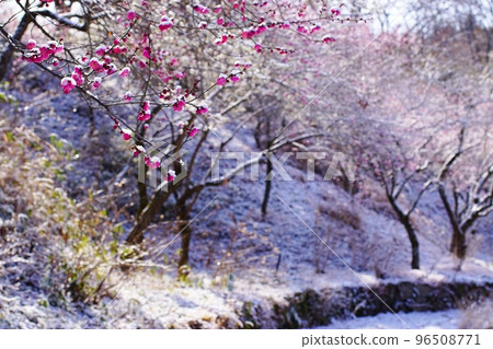 東京都小峰公園雪景和梅林 東京都小峰公園雪景和梅林 96508771