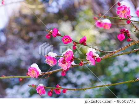 Komine Park where snow piles up on red plum blossoms 96508773