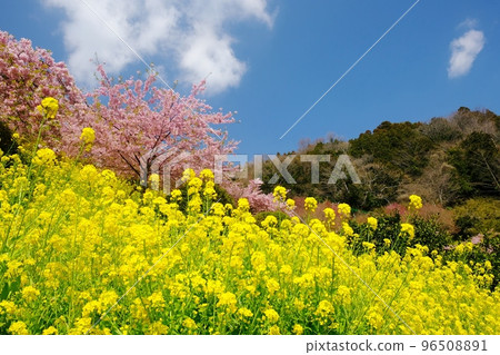 油菜花和河津櫻花的春景，春天盛開 96508891