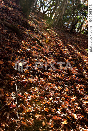 Stunning autumn foliage along the hiking course to Mt. Mikatabunzan 96509548