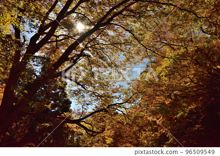 Stunning autumn foliage along the hiking course to Mt. Mikatabunzan Stunning autumn foliage along the hiking course to Mt. Mikatabunzan 96509549