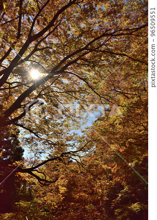 Stunning autumn foliage along the hiking course to Mt. Mikatabunzan 96509551