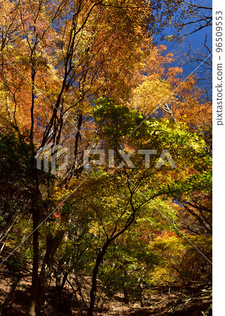 沿著前往三方文山的登山路線欣賞令人驚嘆的紅葉 96509553