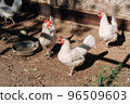 Free range chickens living a natural outdoor life. Free range white chicken leghorn breed 96509603