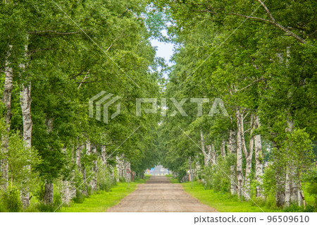 北海道夏季十勝牧場 白樺樹 北海道夏季十勝牧場 白樺樹 96509610