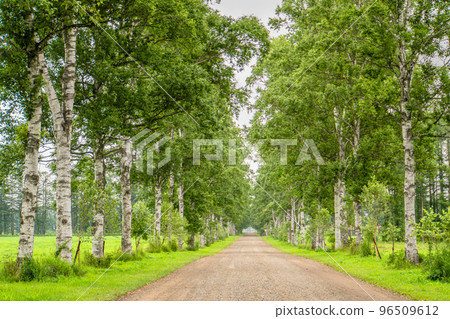 Hokkaido Summer Tokachi Ranch White birch trees Hokkaido Summer Tokachi Ranch White birch trees 96509612