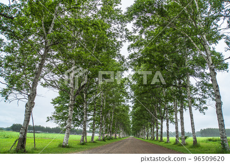 Hokkaido Summer Tokachi Ranch White birch trees 96509620