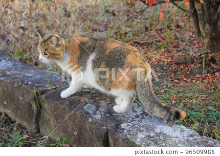 Calico cat/walking on the curb 96509988