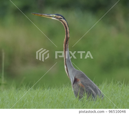 A heron standing in a rice field 96510046