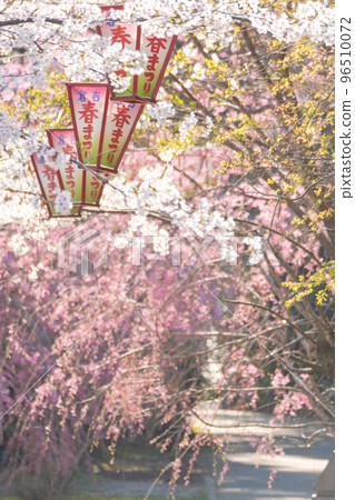 櫻花盛開的打吹公園(倉吉市) 櫻花盛開的打吹公園(倉吉市) 96510072