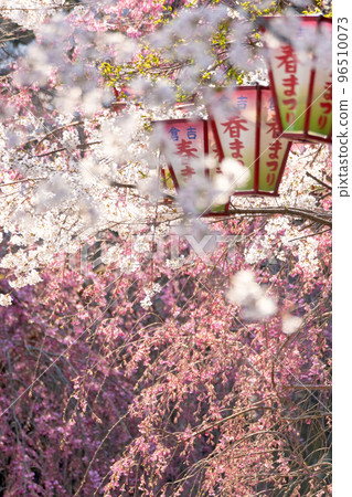 櫻花盛開的打吹公園(倉吉市) 櫻花盛開的打吹公園(倉吉市) 96510073