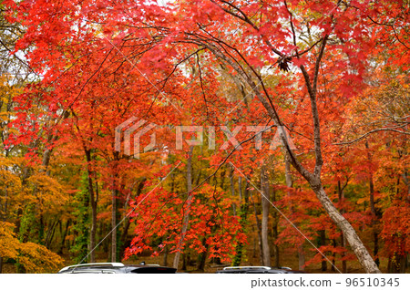 停車場的秋葉 96510345