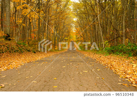 秋葉路 秋葉路 96510348