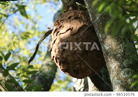 A giant hornet nest built on a tall oak tree A giant hornet nest built on a tall oak tree 96510576