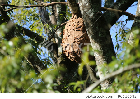 A giant hornet nest built on a tall oak tree A giant hornet nest built on a tall oak tree 96510582