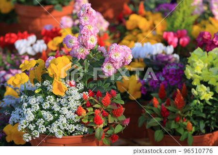 盆栽仙客來仙客來聖誕花盆栽 盆栽仙客來仙客來聖誕花盆栽 96510776