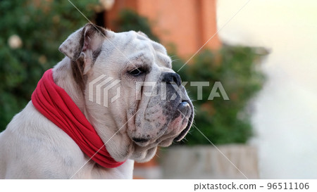 Young english bulldog in a red bandage collar sits and looking around in the yard in summer and guard the house. Outdoors. Pets Concept Young english bulldog in a red bandage collar sits and looking around in the yard in summer and guard the house. Outdoors. Pets Concept 96511106