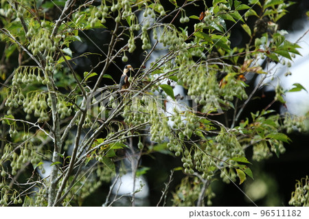 Varied tit, a friendly mountain bird that comes to eat the fruit of the styrax in autumn 96511182
