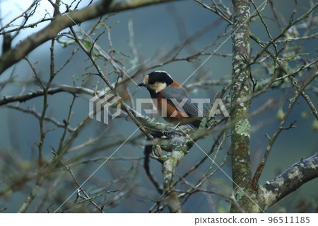 Varied tit, a friendly mountain bird that comes to eat the fruit of the styrax in autumn 96511185