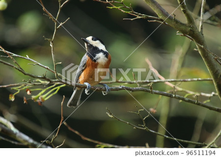 Varied tit, a friendly mountain bird that comes to eat the fruit of the styrax in autumn 96511194