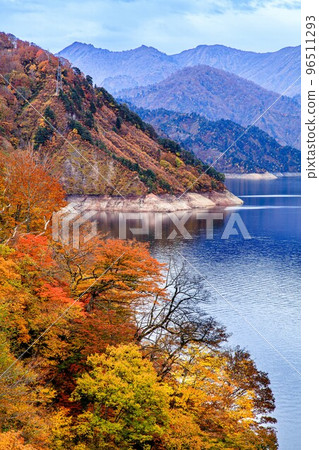 Lake Tagokura in the morning with beautiful autumn leaves (Tadami Town, Fukushima Prefecture, November) 96511293