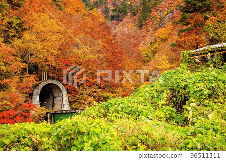 紅葉美麗的只見線橋立隧道（福島縣金山町，11月） 96511311