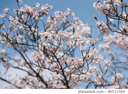 Branches of cherry blossom with blur background. Selective focus. 96511364