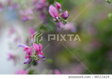 大阪豐中東光院盛開的萩花 96511629