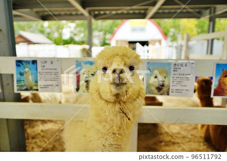 羊駝牧場（北海道美瑛町四季彩之丘） 96511792