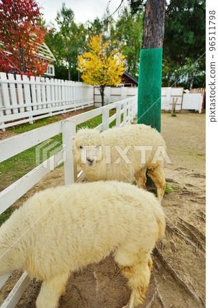 Alpaca Ranch (Shikisai no Oka, Biei, Hokkaido) Alpaca Ranch (Shikisai no Oka, Biei, Hokkaido) 96511798