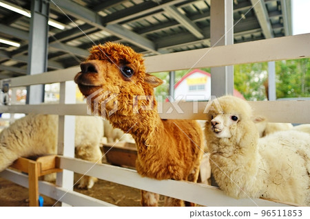 Alpaca Ranch (Shikisai no Oka, Biei, Hokkaido) Alpaca Ranch (Shikisai no Oka, Biei, Hokkaido) 96511853