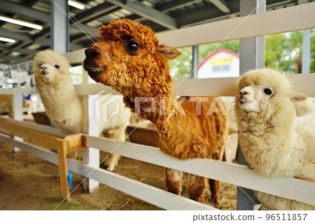 Alpaca Ranch (Shikisai no Oka, Biei, Hokkaido) 96511857