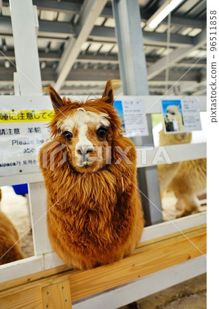 Alpaca Ranch (Shikisai no Oka, Biei, Hokkaido) 96511858
