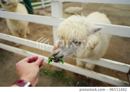 Alpaca Ranch (Shikisai no Oka, Biei, Hokkaido) 96511882