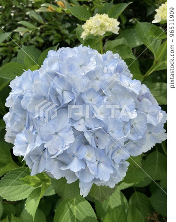 Hydrangea full bloom Hydrangea full bloom 96511909