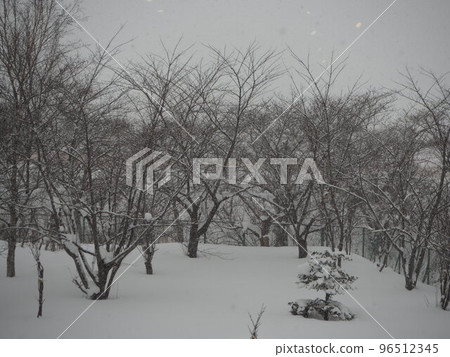 雪冬樹冷景觀 96512345