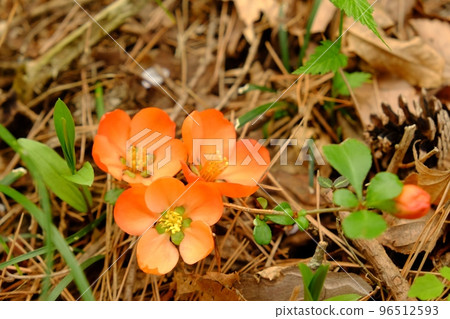 Blooming quince flowers [Tsukui, Sagamihara City, April] 96512593
