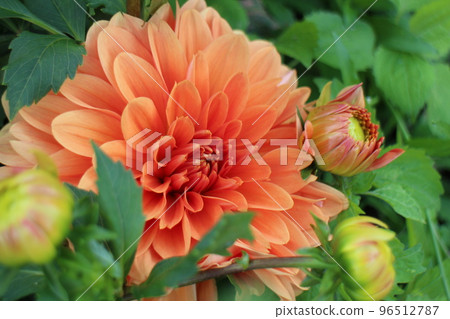 Dahlia Dahlia 96512787