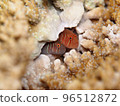 白鮭珊瑚蝦虎魚 96512872