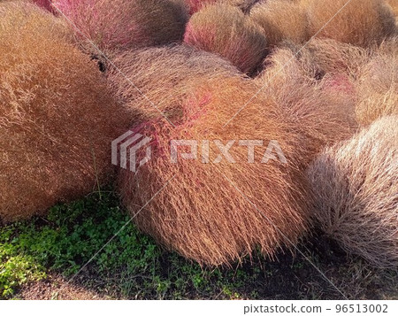 harvested kochia harvested kochia 96513002