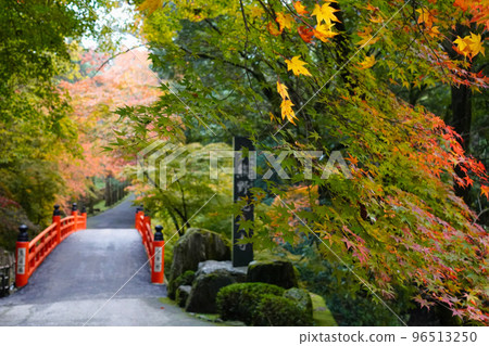Imakumano Kannonji Temple Autumn Leaves 96513250