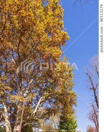 Autumn leaves and blue sky in November in Tokyo 96513274