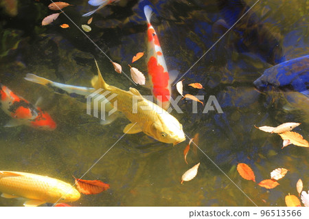 Nishikigoi in Higashifuchie Garden Nishikigoi in Higashifuchie Garden 96513566