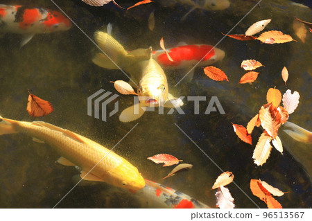 東淵江庭園錦鯉 東淵江庭園錦鯉 96513567