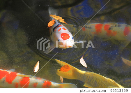 東淵江庭園錦鯉 東淵江庭園錦鯉 96513569