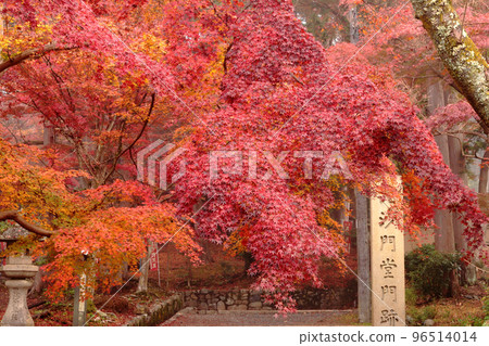 Kyoto's autumn leaves Kyoto's autumn leaves 96514014