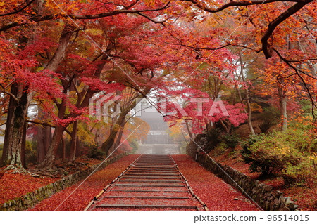 Kyoto's autumn leaves Kyoto's autumn leaves 96514015