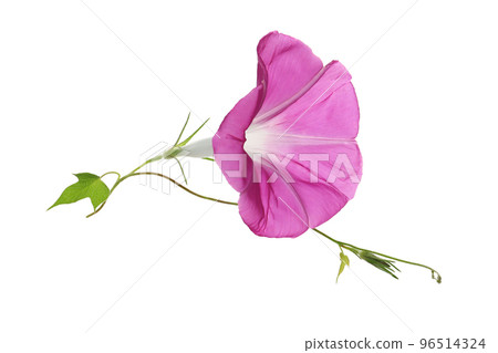 紫色牽牛花花，白色背景 96514324