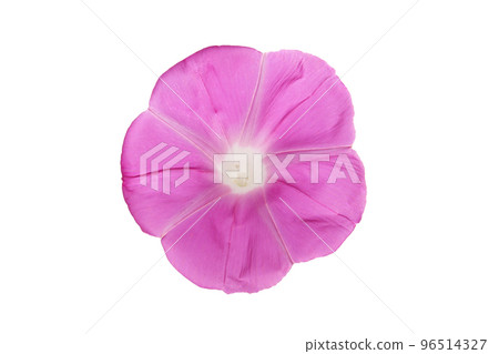 紫色牽牛花花，白色背景 96514327